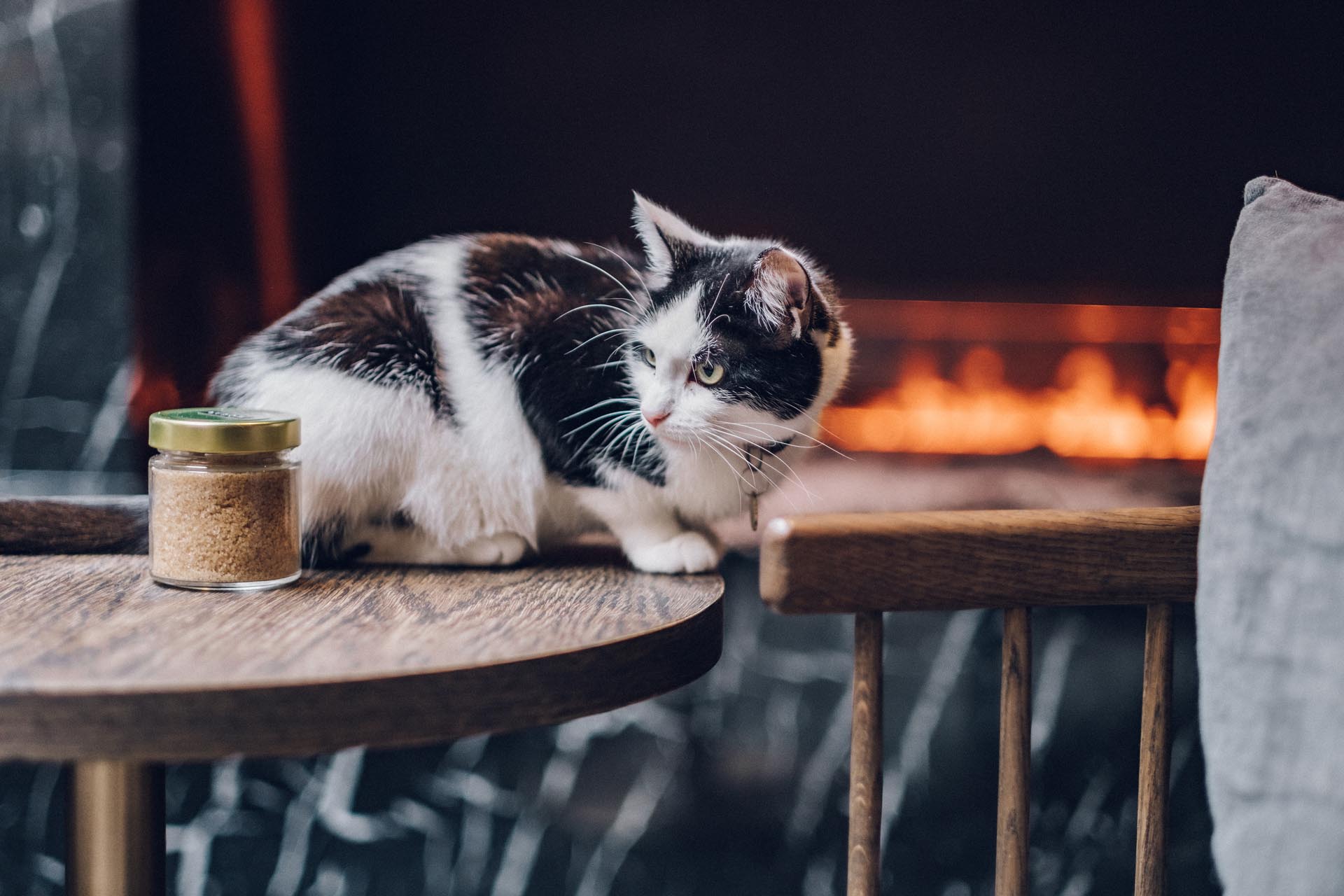 Java Whiskers Cat Café