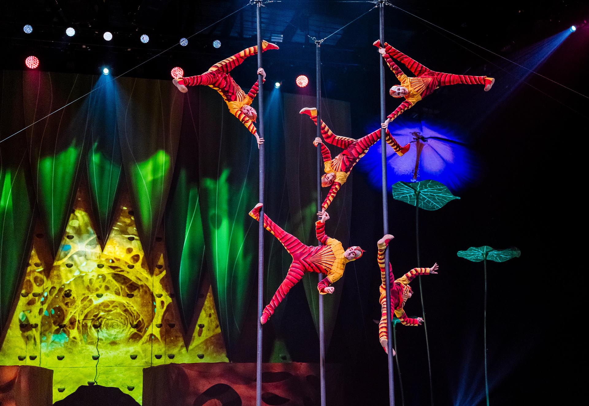 OVO by Cirque du Soleil returns to the Royal Albert Hall